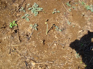warabi2011a.jpg